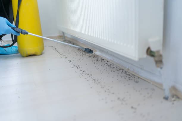 Best Wasp Removal Services  in Lineville, AL